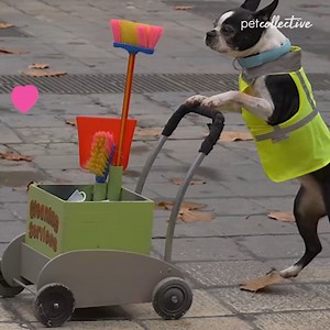 194K views · 5.6K reactions | Birds, kittens, puppers, and more are all taking this new year to act out in their own hilarious ways. Enjoy our Best Pets of the Week! | Try Not to Laugh | Facebook