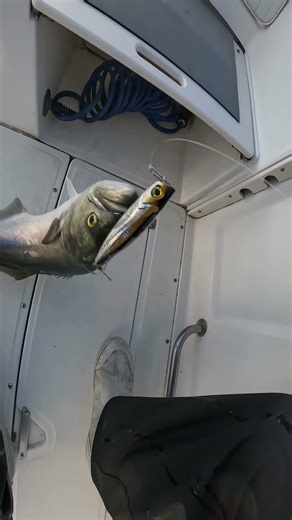 Rapid Retrieve! Bluefish Topwater Fishing