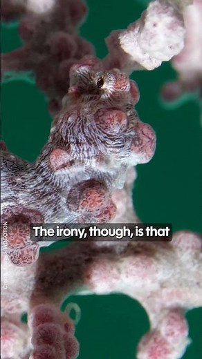 What is a pygmy seahorse?