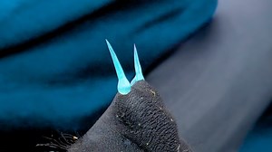 Stonefish stings are more deadly than you think