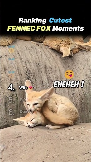 Ranking CUTEST FENNEC FOX MOMENTS Core Moments!! 🦊