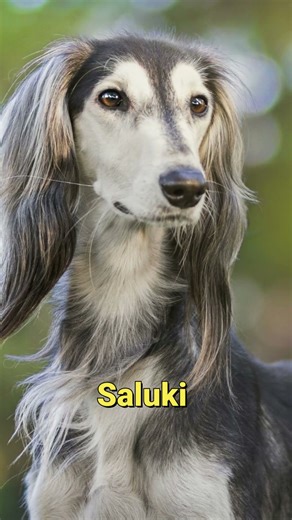 Top 5 Fastest Dog Breeds in the World #dogbreeds #shorts