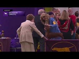 Dachshunds (Smooth) | Breed Judging 2026