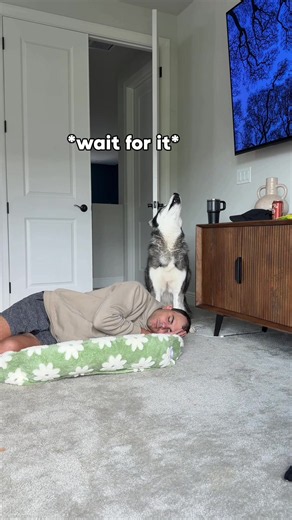 Sleeping on My Dog's Bed Reaction — Husky vs Golden Retriever