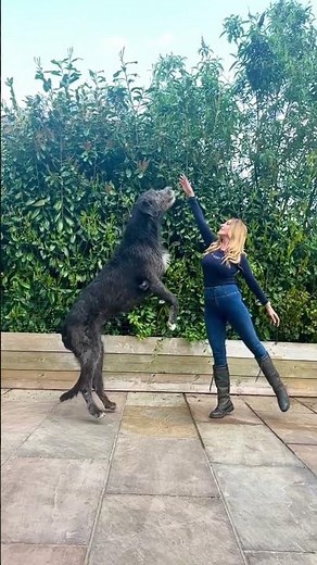 IRISH WOLFHOUND - Tallest hunting dog in the world #irishwolfhound