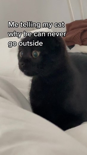 Explaining the Dangers: Why Cats Should Stay Indoors