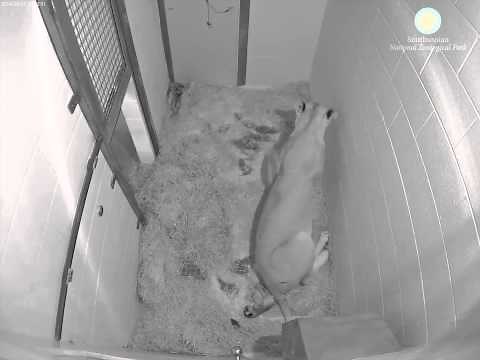 Live Lion Cub Births March 2, 2014 (Viewer Discretion Advised)