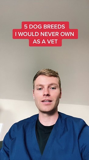 5 dog breeds I would/could never own as a veterinary surgeon #dogsoftiktok #learnontiktok #veterinary #benthevet