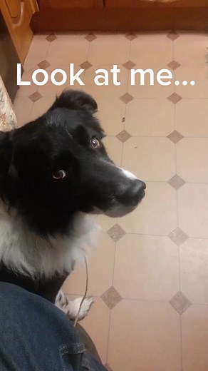 Rex the Border Collie Takes a Trip to Town
