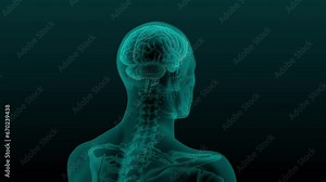 X-ray scan of the human head and neck with the skull and Brain artery visible. 3d render animation of rotation.