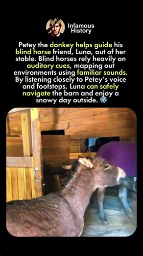 How Donkey Guides Blind Horse