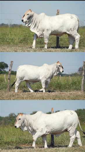 BRC Night of Champions Friday Night - 7 p.m. Boling, Texas Or on Cattle In Motion | BRC Ranch