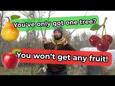 Do You Really Need Two Fruit Trees to Get Fruit? Self-Pollinating vs. Not