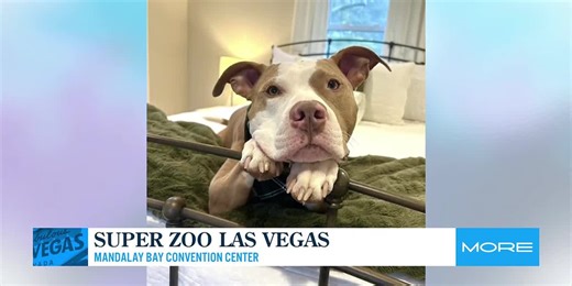 Super Zoo Las Vegas