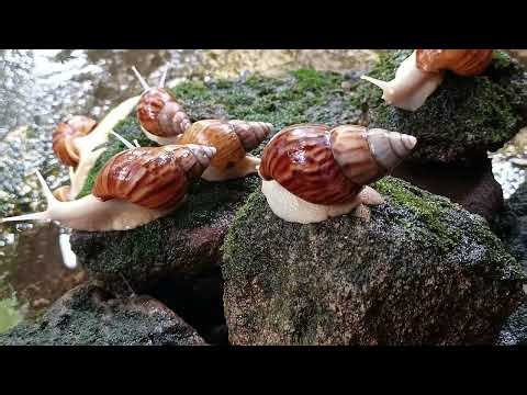 Snail Anatomy: Shell, Slime, and Reproduction, Explained Simply
