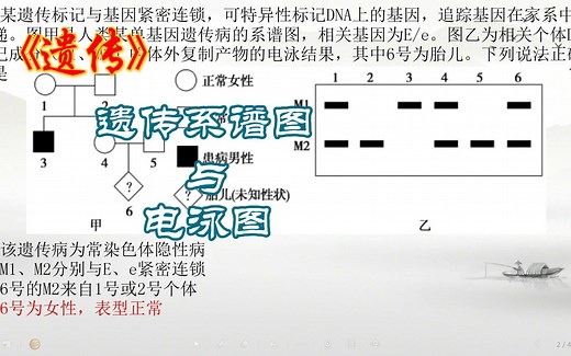 遗传-遗传系谱图与电泳图结合