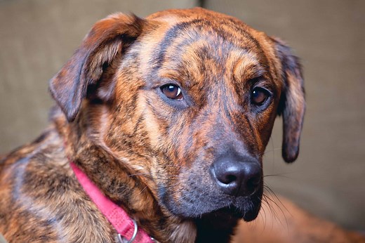 Meet 9 Incredible Brindle Dog Breeds