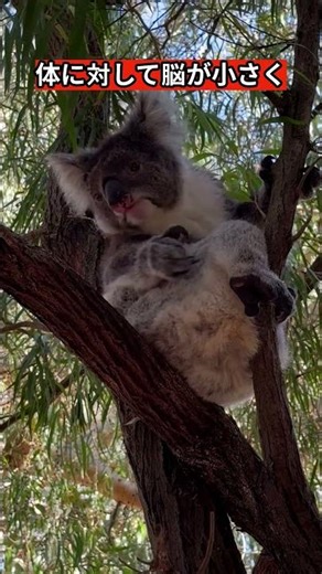 意外と知られていないコアラの事実