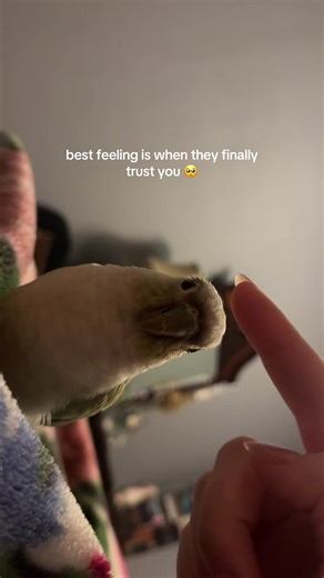 lots of time and patience but well worth it #conure #parrot #petbird #greencheekconure #petparrot