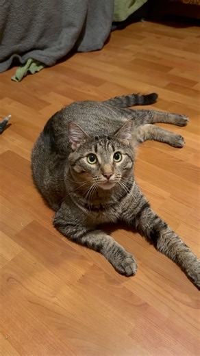 Talking House Cats - A Secret about my Parents Funny Pets Point of View Adorable Animals
