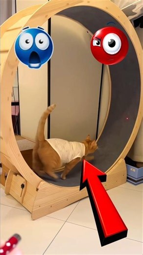 useful cat gadgets 🤯😍 #typography #tiktok