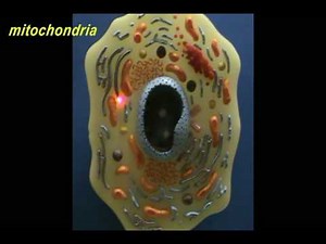 New Cell Model - Membranous Organelles.avi