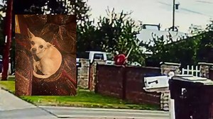 Chihuahua beaten to death caught on camera leaves Peoria family in shock