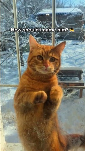 How should I name this orange boy? 🐈🧡 #shorts #cat