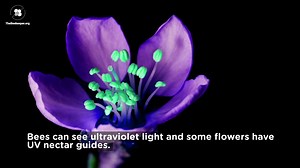 Bee vision 👀🐝 Did you know bees can see in ultraviolet? Bees are the champions of the pollination world. Bees can see ultraviolet light. Colors and patterns, invisible to the human eye, light up flowers with a giant bullseye. Letting bees know where the nectar is! 🌻🎯 You can learn more about bees and beekeeping at thebeekeeper.org 🐝💛 | Flow Hive