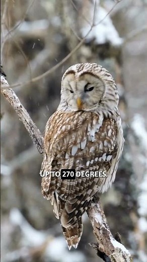 Owls: Nature’s Silent Engineers! | NSTEM