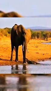 8.9K views · 37 reactions | Adult Elephant Fights Back After Crocodile Tries to Bite #facts #animal #shorts | Reel Fact | Facebook