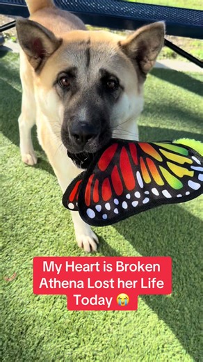 Urgent Call to Save Dogs in Houston Shelters