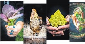 Farm-to-table-Prinzip: Wenn Restaurants ihre Zutaten selbst produzieren