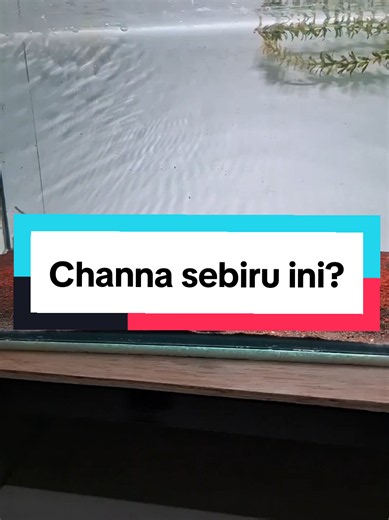 channa stewarti kalian sebiru stewarti kw ini ngga🗿 buat yg blm tau, ini namanya channa red mosaic ya guys. #channaredmozaic #channaredmosaic #stewarti #channastewarti #channaandrao