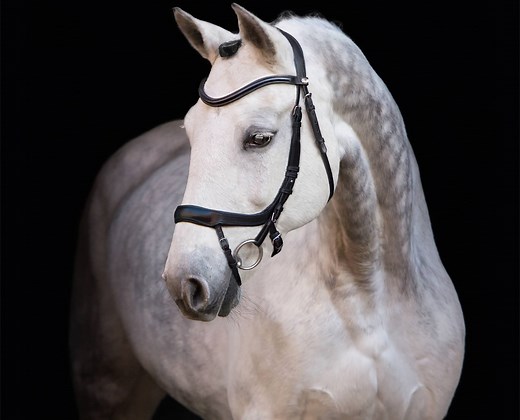 4 Best Anatomical Bridles Reviewed (Spring 2026)