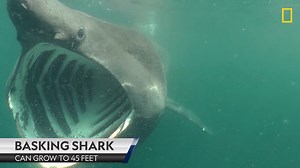655K views · 90 reactions | The Basking Shark is the 2nd biggest fish in the sea, behind the whale shark. | National Geographic TV | Facebook