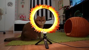 Hosico Jumping Through Burning Hoop! 🍩🔥 | Hosico Cat