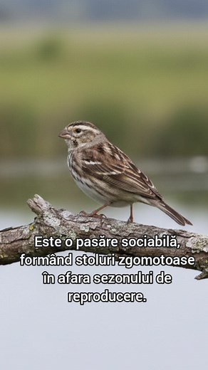 Canarul cu gât negru femela (Crithagra atrogularis) 🐦🎵♥️ #viral #fyp #natura #pasari #canar | Despre Ele Pasarele