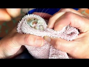 Biggest BotFly Removal from Rescued Homeless Cat's Nose