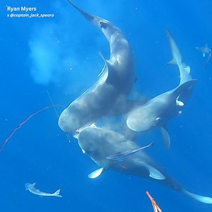 The World's Most Dangerous way to Catch Fish | Ryan Myers Spearfishing