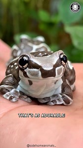 Amazon Milk Frog 🐸 This Frog Looks FAKE! | 1 Minute Animals With its shiny blue-gray skin and cartoon-like eyes, this frog looks like it was made of plastic. But it’s 100% real and it even produces a special milky fluid to protect itself. #amazonmilkfrog #frogs #amphibian #froglife #frogsofinstagram | 1 Minute Animals