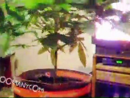 Bonsai Marijuana Plant