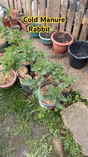 Rabbit 💩 💩 💩. Is It The Best Natural Manure? #rabbit #pets #bunny