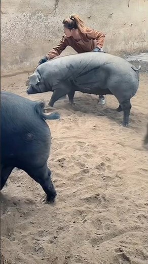 Amazing Catch Pig Farming #catch #catching #viral #pig #animals #rurallife #farmlife