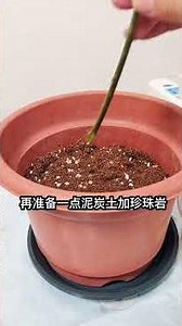 Bougainvillea propagation by cuttings results in fast rooting and a very high survival rate! #bou...