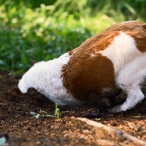 Made for the dogs that keep going and going and going. Cobber Active Dog is fortified to support heart health and provide the nutrients required to fuel their active lifestyles, every day. | Cobber Dog