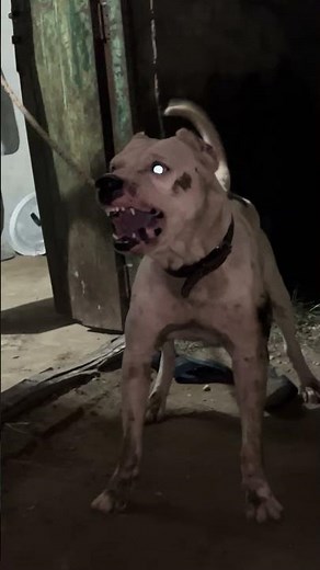 Dogo x pitbull