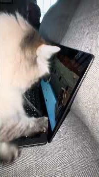 My cat ￼ watching cat tv