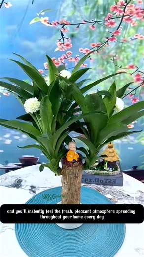 455K views · 3.5K reactions | Air purification experts recommend having Brazil Wood in your home | Terra Nursery | Facebook