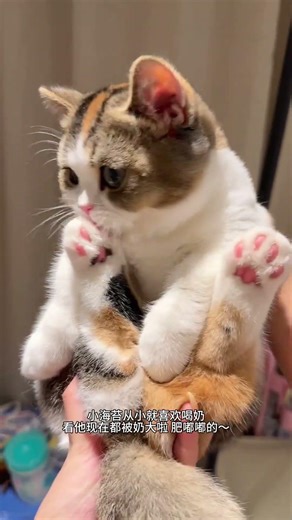 Chasing Me Home: My New Kitten's Adorable First Appearance